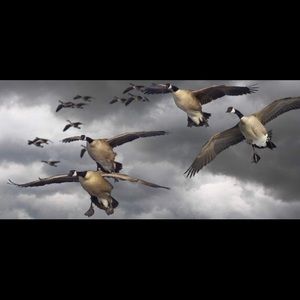 Meet your Posher, Cody